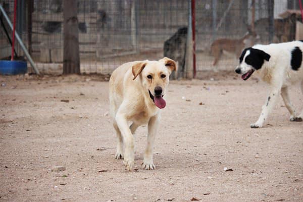 GießkannenSpende für Hunde in Not • Geli Goods for green